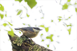 A eurasian nuthatch (Sitta europaea) sitting on a branch covered with moss, surrounded by green