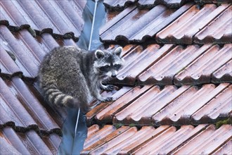 A raccoon (Procyon lotor) perches on a red tiled roof in a natural environment, Hesse, Germany,