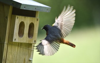 Common redstart (Phoenicurus phoenicurus) brings insects into the birdhouse