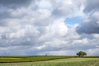 Vineyards under a dramatic cloudy sky with walnut trees, Southern Palatinate, Palatinate,
