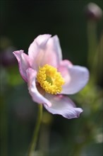 Close-up of a Chinese anemone (Anemone hupehensis) blossom in a garden in summer
