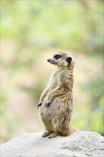 Pregnant Meerkat or Suricate (Suricata suricatta) standing vigilant on a rock