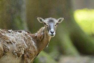 Close-up of a mouflon (Ovis orientalis orientalis) standing in a forest in spring