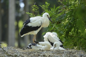 Close-up of a group of young white storks (Ciconia ciconia) on a nest in spring