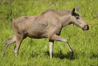 Close-up of a Eurasian elk (Alces alces) in a forest in early summer, Bavarian Forest National