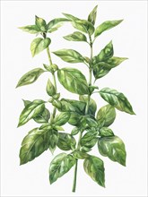 Illustration of a layered green herb plant with multiple stems and leaves, AI generated