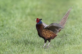 Hunting pheasant (Phasianus colchicus), calling, Emsland, Lower Saxony, Germany, Europe