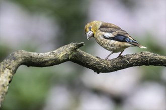 Hawfinch (Coccothraustes coccothraustes), young bird, Emsland, Lower Saxony, Germany, Europe