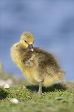 Close-up of a Greylag Goose (Anser anser) chick on a medow in spring