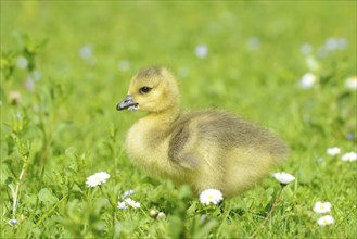 Close-up of a Canada Goose (Branta canadensis) chick in a meadow in spring