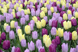 Tulips (Tulipa), tulip bed with yellow, purple and pink flowers, North Rhine-Westphalia, Germany,