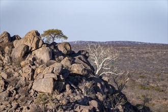 Leafless trees growing on a rocky barren hill, tree with white bark, Hobatere Concession, Namibia,