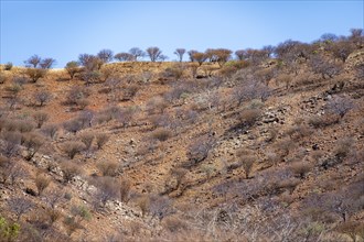 Leafless trees, barren dry landscape with red and yellow hills, Kaokoveld, Kunene, Namibia, Africa