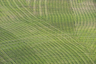 Traces on a cultivated area, Crete Senesi, Province of Siena, Tuscany, Italy, Europe