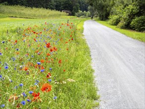 Poppy field in bloom, cornflowers in between, Sausal cycle path, near Heimschuh, Styria, Austria,