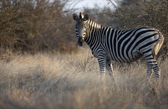 Plains zebra (Equus quagga) in the evening light, eating dry grass, Kruger National Park, South