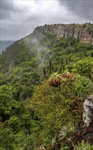 Krantz aloe (Aloe arborescens), view from the plateau to the Graskop Gorge with dense forest,