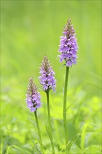 Moorland spotted orchid (Dactylorhiza maculata), flowering wild orchid, plant group, macro, nature