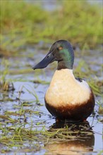 Northern shoveler (Spatula clypeata) in a wet meadow, spring, wildlife, nature photography, Huede,