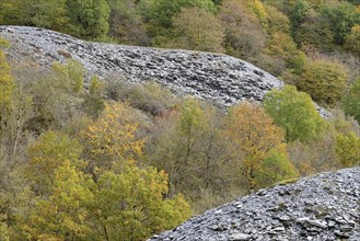 Deciduous trees with autumn leaves growing between high slate slopes, Eastern Eifel,