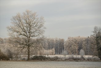 A single frosty tree in focus with frost-covered meadows and a forest in the background, Frosty