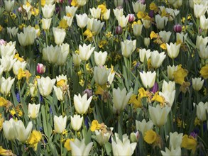 A colourful bed of white tulips and yellow flowers showing the diversity of nature in spring, many