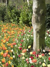 Tulips blooming in different colours next to a tree trunk, many colourful, blooming tulips in