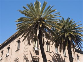 Two large palm trees next to a historic building with green shutters under a clear blue sky,