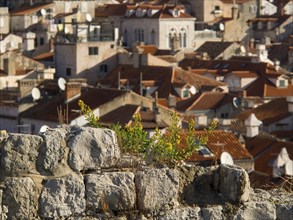 An old cityscape with red roof tiles and a stone wall in the foreground, overgrown with plants, the