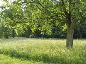 Large green tree stands alone on a sunny meadow, surrounded by forest, green trees and bushes on a