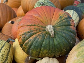 Large orange-green pumpkin in the centre, surrounded by various other pumpkins, many colourful