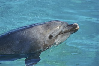 Common bottlenose dolphin (Tursiops truncatus) or Atlantic bottlenose dolphin, captive, United