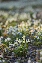 Field of spring snowflake (Leucojum vernum) blooming in spring, Bavaria, Germany, Europe