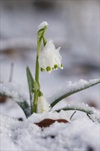 Close-up of spring snowflake (Leucojum vernum) blooming in spring, Bavaria, Germany, Europe
