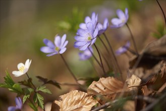 Common hepatica (Anemone hepatica) Blossoms in a forest, Bavaria, Germany, Europe