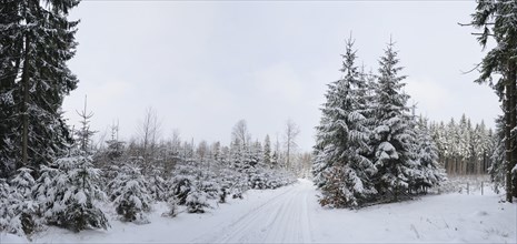 Panorama of a Norway spruce (Picea abies) full of snow in winter, Bavaria, Germany, Europe