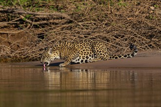 Jaguar (Panthera onca) Pantanal Brazil