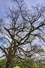 Ash tree in spring (Fraxinus excelsior), Allgaeu, Bavaria, Germany, Europe