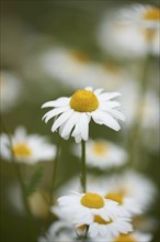 Close-up of a flower meadow with ox-eye daisy (Leucanthemum vulgare) blossoms in early summer