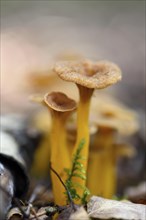Close-up of a Yellowfoot (Craterellus tubaeformis) in forest in autumn
