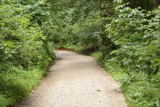 Landscape of a little way in a mixed forest in summer, Bavaria, Germany, Europe