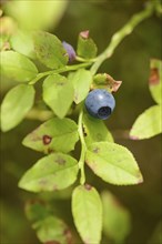Close-up of European blueberry (Vaccinium myrtillus) fruits in a forest in spring