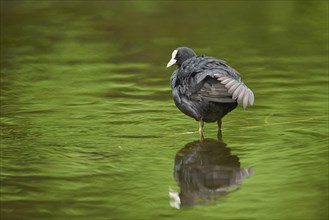 Close-up of a Eurasian coot (Fulica atra) on a little lake in spring