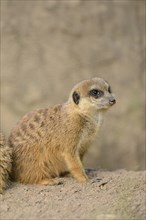 Close-up of a group of meerkat or suricate (Suricata suricatta) in spring