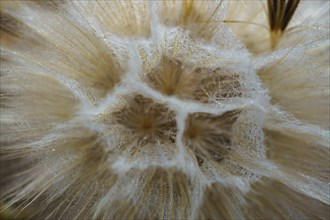 Macro photograph of the seeds of a medicinal dandelion plant, Taraxacum officinale, in nature