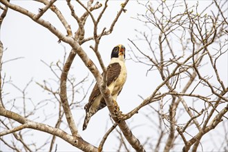 Laughing falcon (Herpetotheres cachinnans) Pantanal Brazil