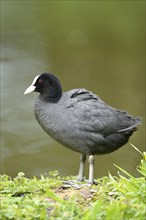Close-up of a Eurasian Coot (Fulica atra) at the water stain in spring