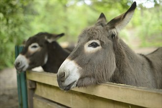 Close-up of two donkey or ass (Equus africanus asinus) looking over a fence