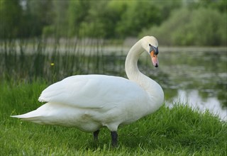 Close-up of a Mute Swan (Cygnus olor) on a meadow in spring