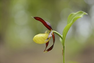 Close-up of lady's-slipper orchid (Cypripedium calceolus) blossoms in a forest in spring, Upper